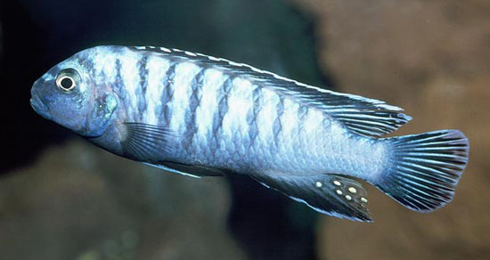PSEUDOTROPHEUS ELONGATUS